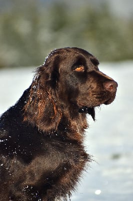 Étalon Chien d'Oysel allemand - Tempérance Du Cajarc