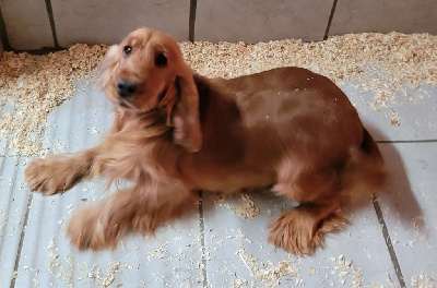 Étalon Cocker Spaniel Anglais - Feeldjy On verra