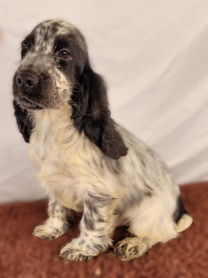 Vito Des marais de courmont