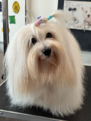 Étalon Coton de Tulear - Valkyrie Des Jardins de Gossypium