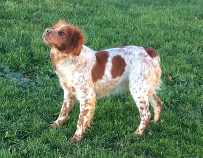 Étalon Epagneul Breton - Val de la butte de suin