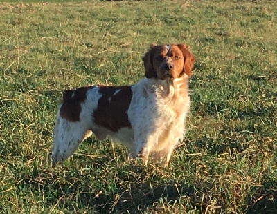 Étalon Epagneul Breton - Verdi Du Sentier Des Hauts Douglas