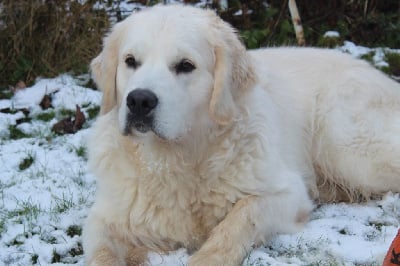 Étalon Golden Retriever - Va là ou brille la lumière de bihan ki breizh