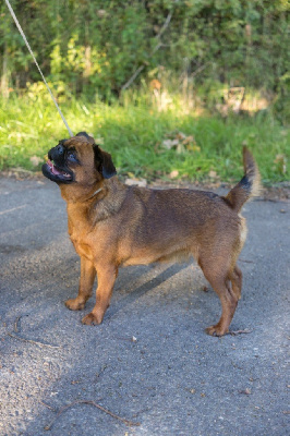 Étalon Griffon bruxellois - Ulule c?est chouette Du Domaine De Lorien