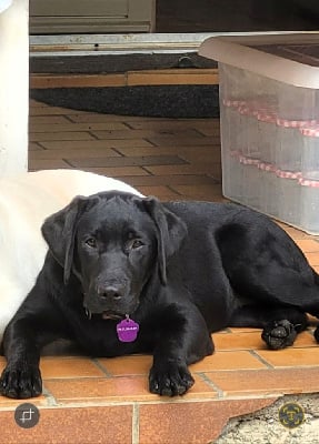 Étalon Labrador Retriever - Una De La Nichée Gasconne