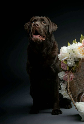 Étalon Labrador Retriever - Uppsa Elixir d'Aydoilles