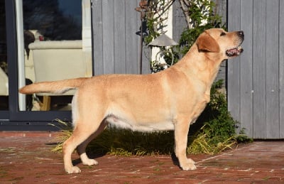 Étalon Labrador Retriever - Shallow de la garenne aux eglantines