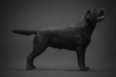 image de Celtic twilight