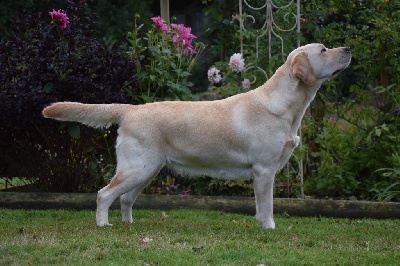 Étalon Labrador Retriever - Urban kate De L'Etang Balancet