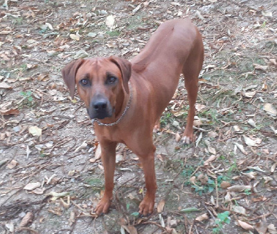 Étalon Rhodesian Ridgeback - Hells Rhodesian Tiga