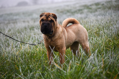 Étalon Shar Pei - Au pays d merveilles Infinity Love Pei