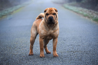 Étalon Shar Pei - Victime de son succès du grain de beauté