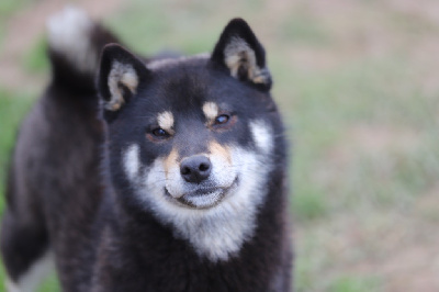 Étalon Shiba - Agathe go Au Domaine D’Osaki