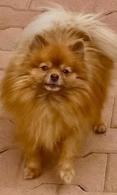 Étalon Spitz allemand - Usap du domaine du neoulous