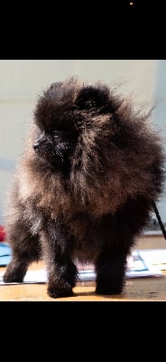 Étalon Spitz allemand - Urus De La Beauté Française