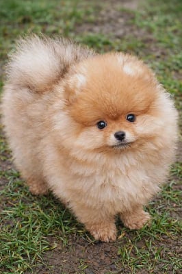 Étalon Spitz allemand - Alaska De Sweety Fox