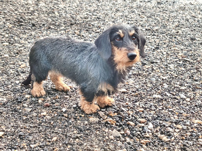 Étalon Teckel poil dur - Ange De chatoisillon