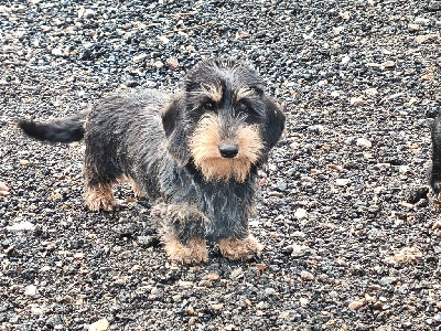 Étalon Teckel poil dur - tsartaksa Narva