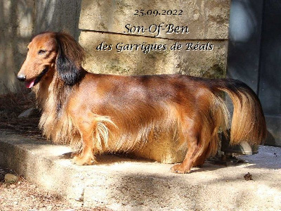 Étalon Teckel poil long - CH. Son-of-ben des Garrigues de Réals