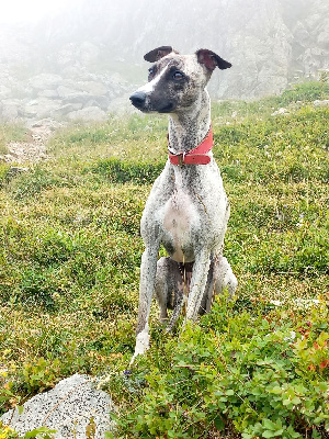 Étalon Whippet - de la Vallée des Baronnies Viens poupoule