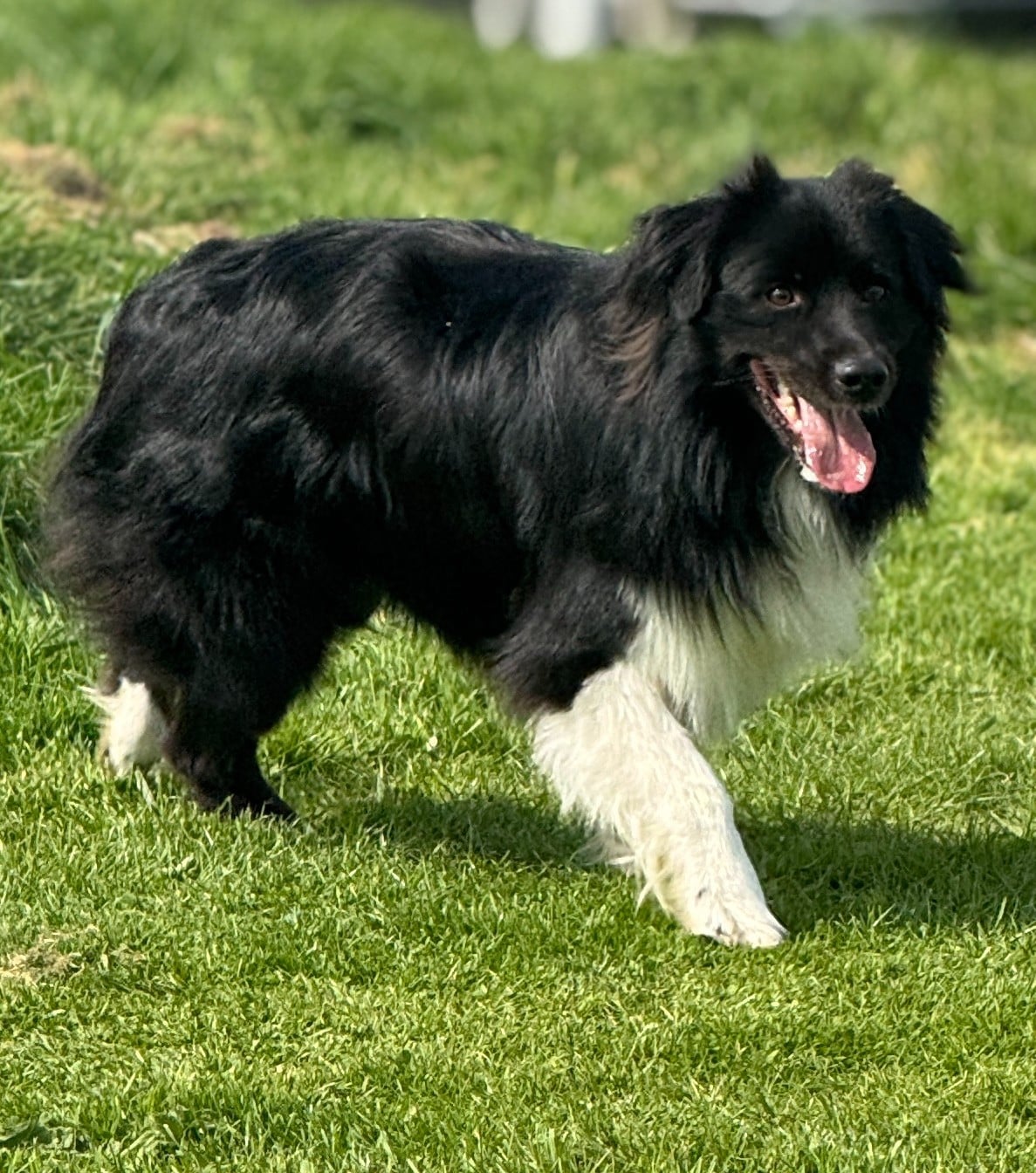 Publication : De Chez Mage Auteur : Céline TWARDOWSKI