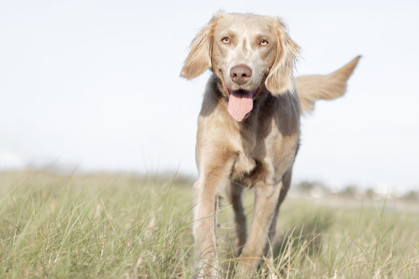 Publication : Du petit dan