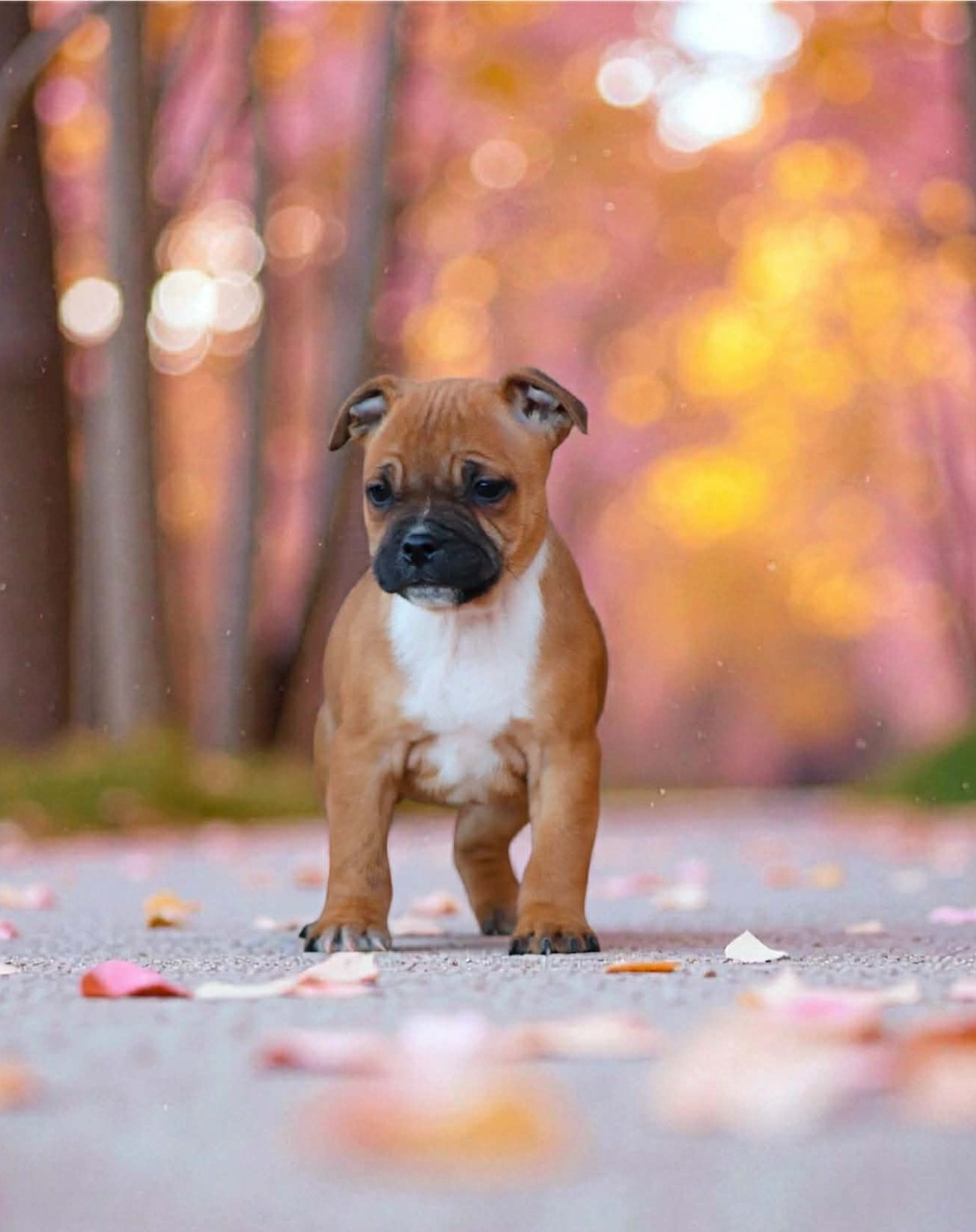 Publication : Sweet Dream Stafford 