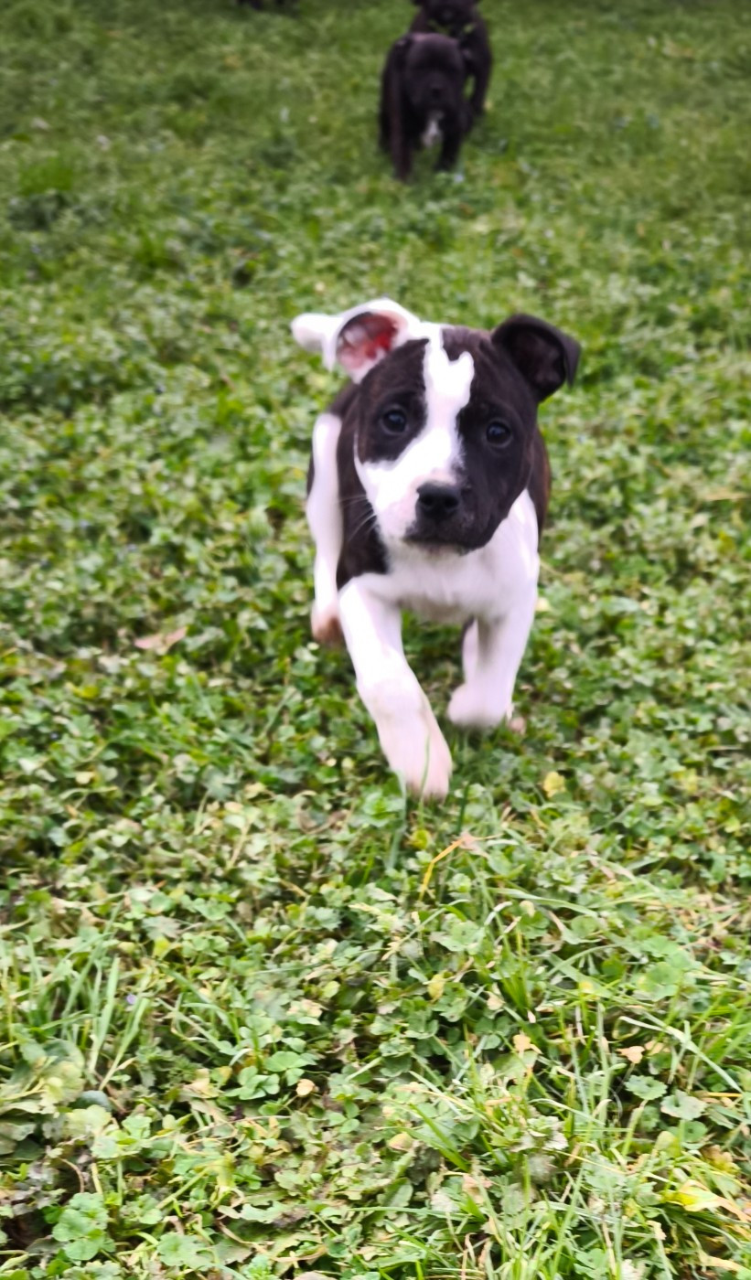 Publication : Themorenofamily 