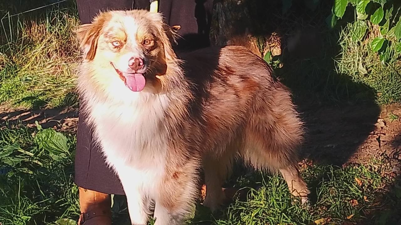 Publication : Du Haras De La Toison D'Or 