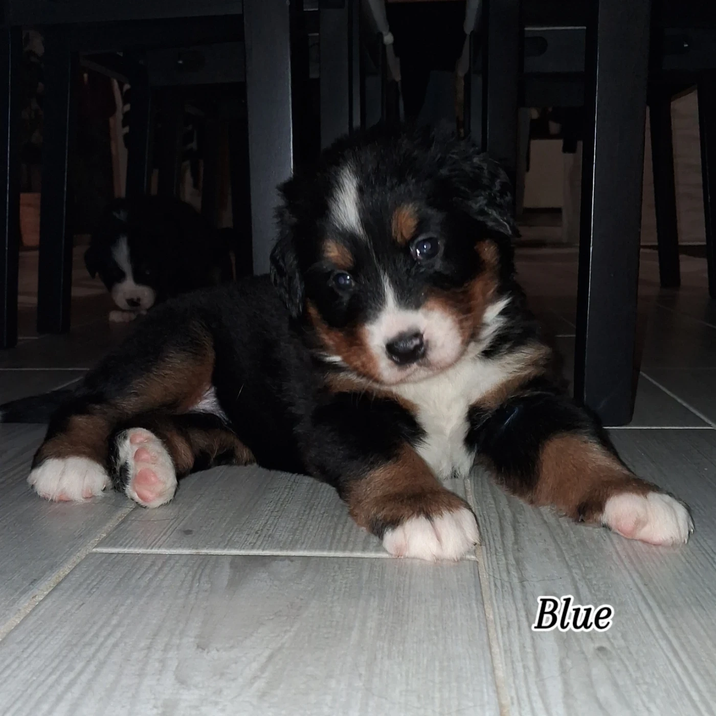 Publication : Du Royaume De La Vallée 