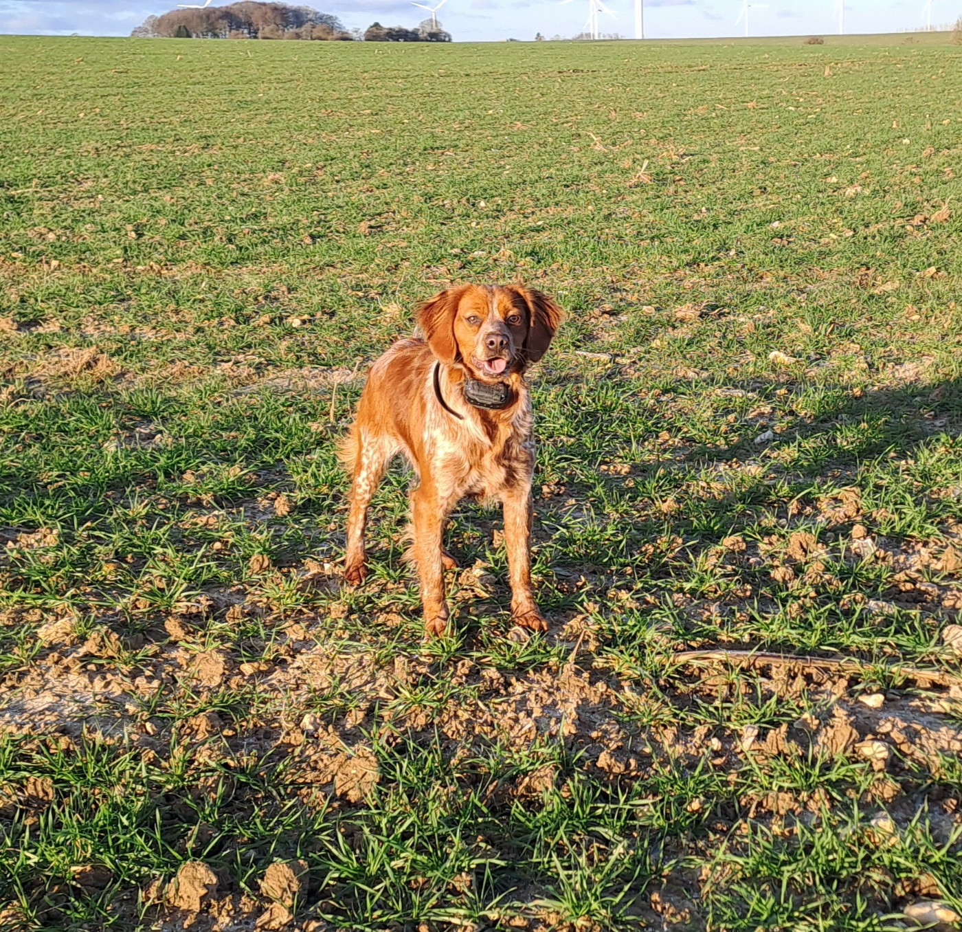 Publication : De la haie des dames 