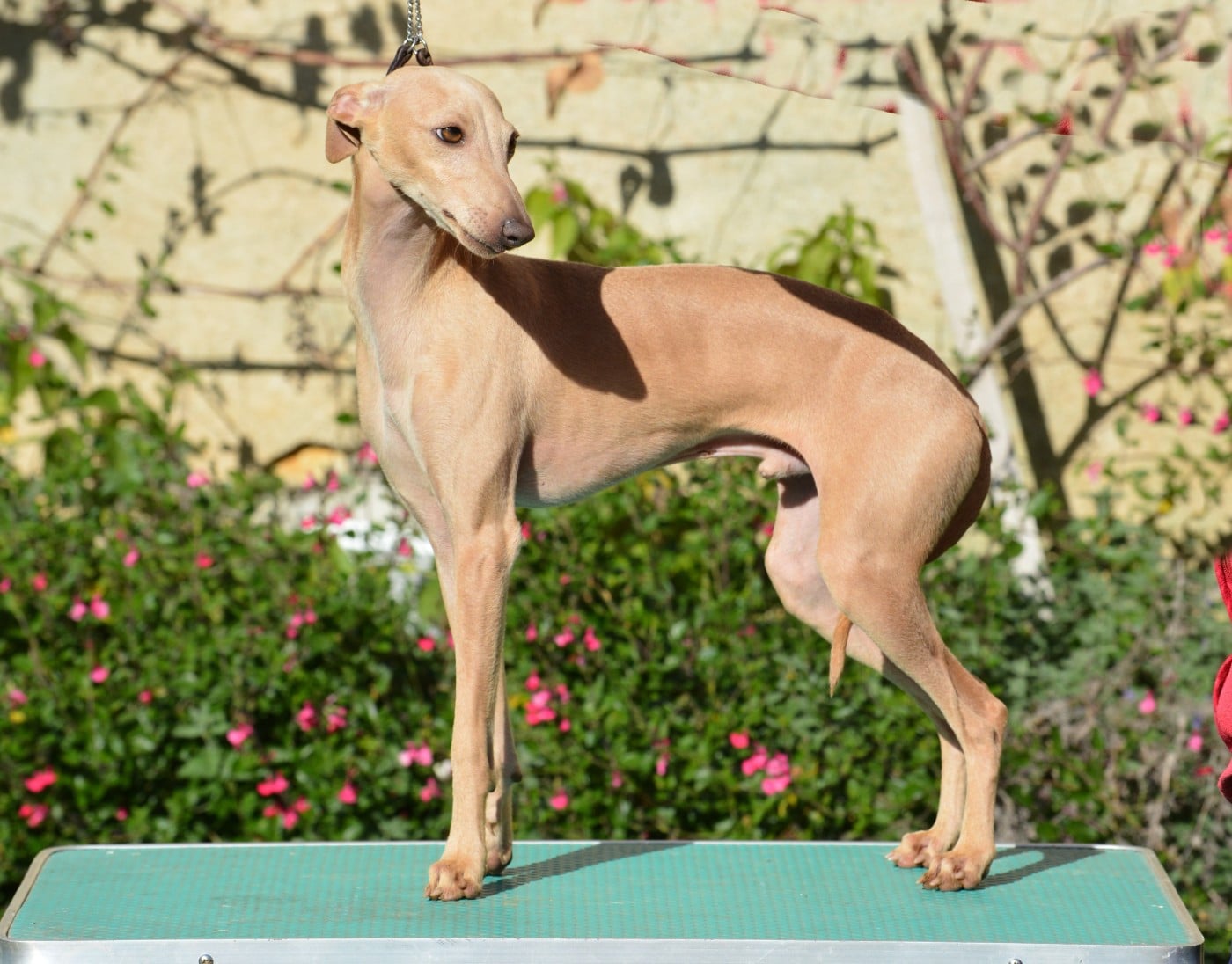 Publication : du domaine de Chanteloup Auteur : LAVEYSSIERE FABIENNE