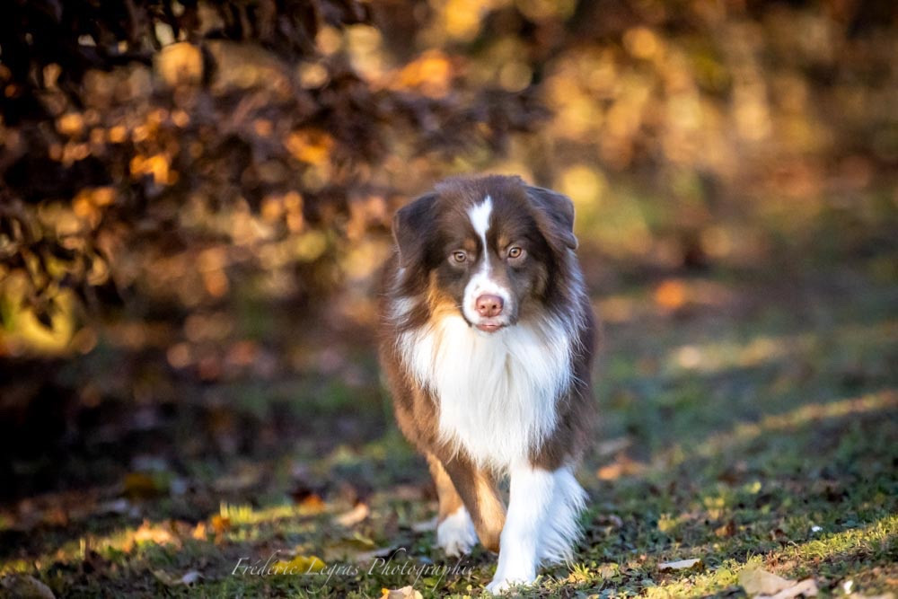 Publication : Des Montagnes Argentées 