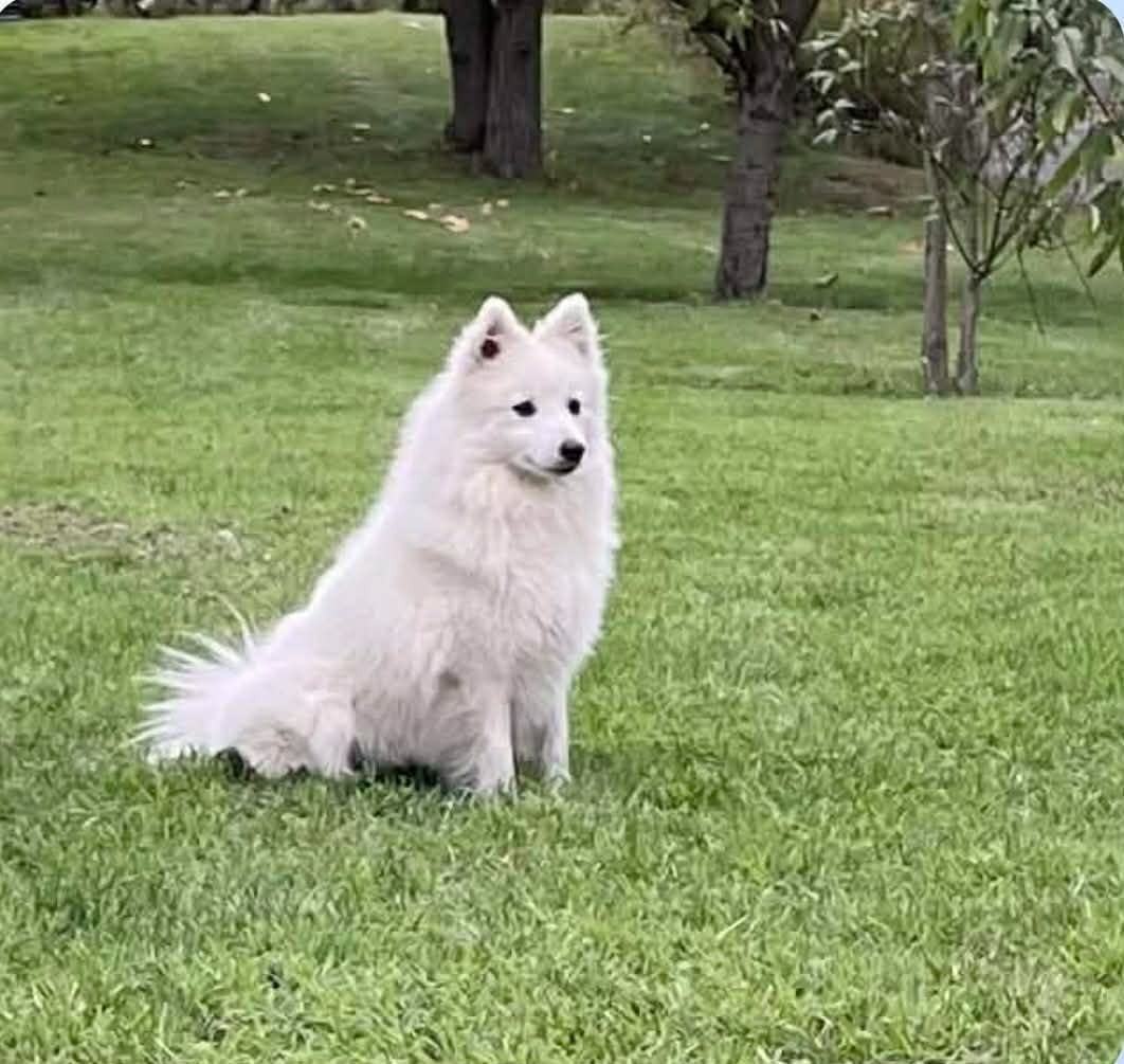 Publication : Of Fantasia Lover Land 