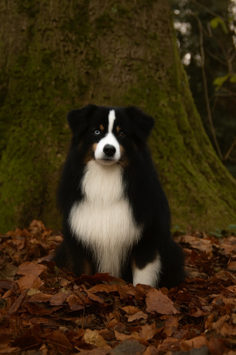 Publication : Des Onyx Du Mont Clair