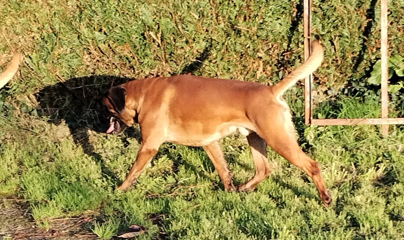 Publication : Du Domaine Du Roi Morvan 