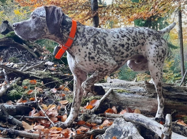 Publication : Des Cimes D'or 