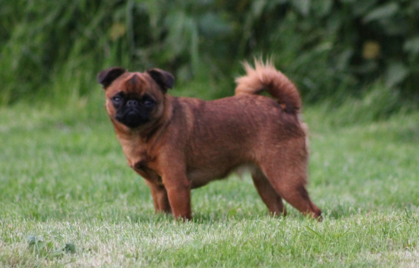 Publication : Du Mas Des Cocars