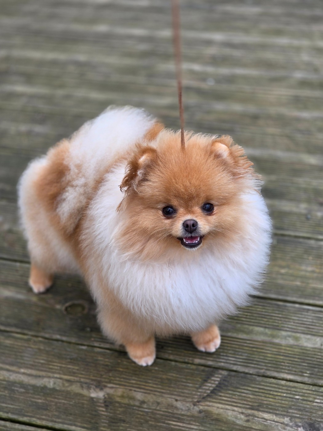 Publication : du chemin de la belle etoile