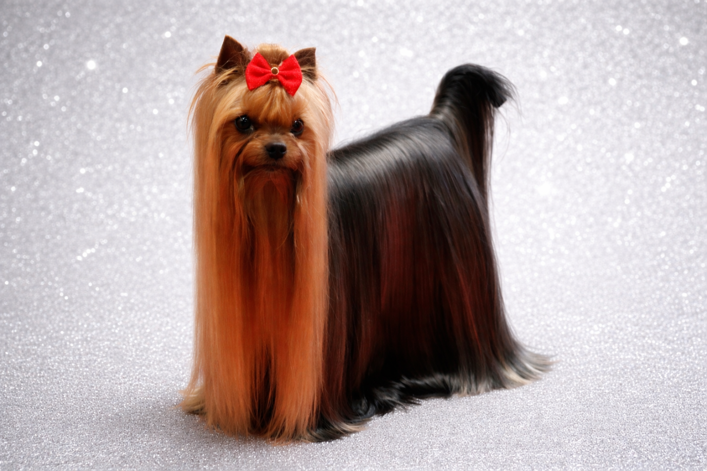 Publication : castel d'argent Auteur : CASTEL D ARGENT