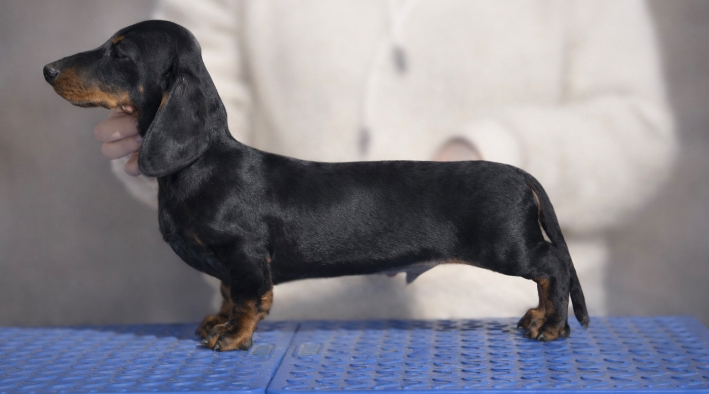 Publication : du Buc de la Coume