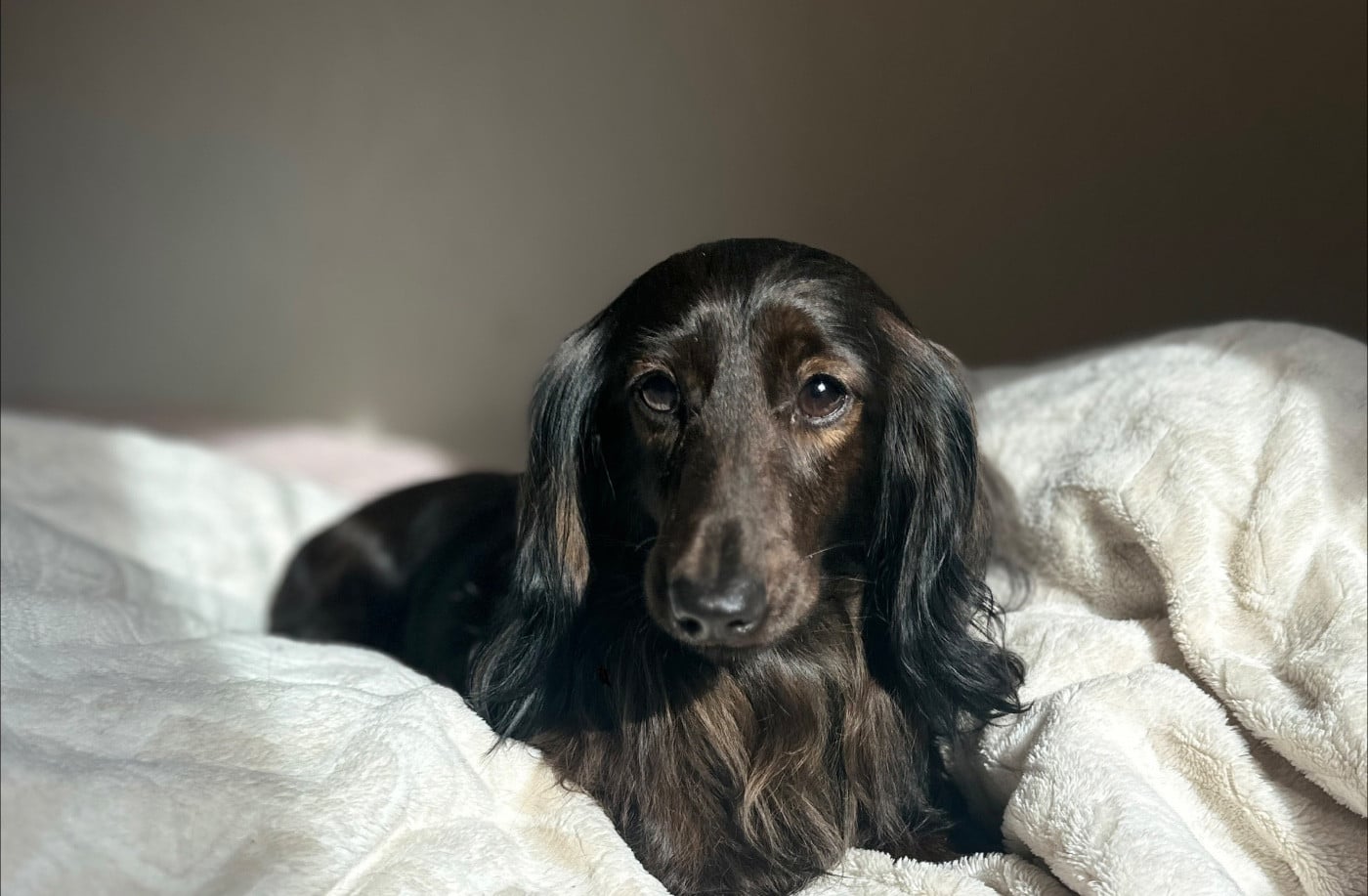 Publication : Di Casa Borgo 