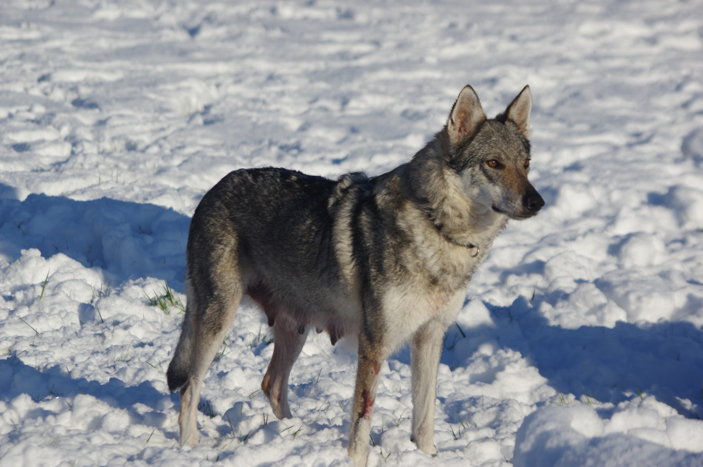 Publication : Howling Winds Of Winter 