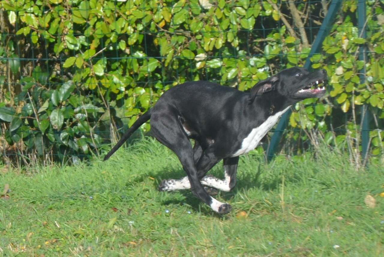 Publication : del emperio di templio 