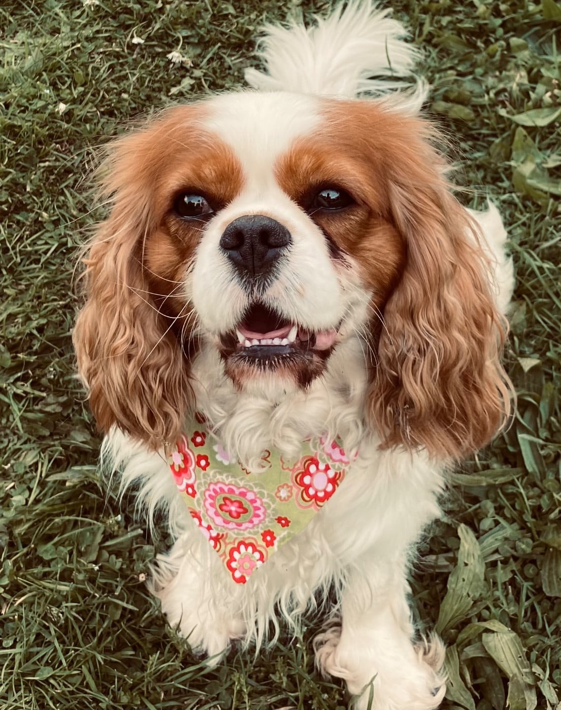 Publication : Des Mémoires De La Forêt D’Arduinna 