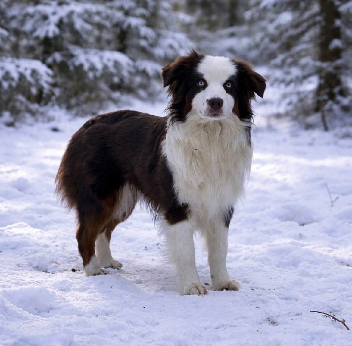 Publication : Eyes Of Light