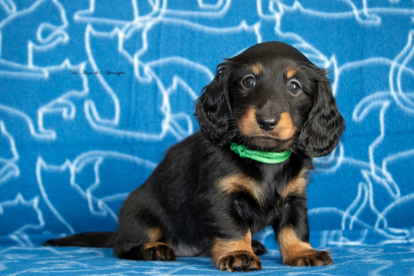 Publication : Des Anges De L'apocalypse Auteur : Des Anges de l'Apocalypse