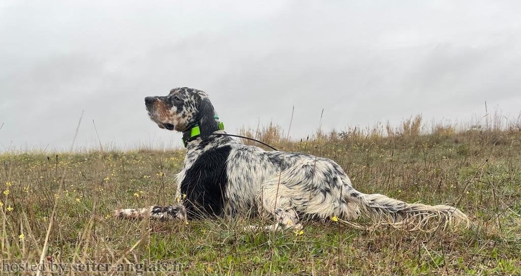 CH. dendaberri XÉNON