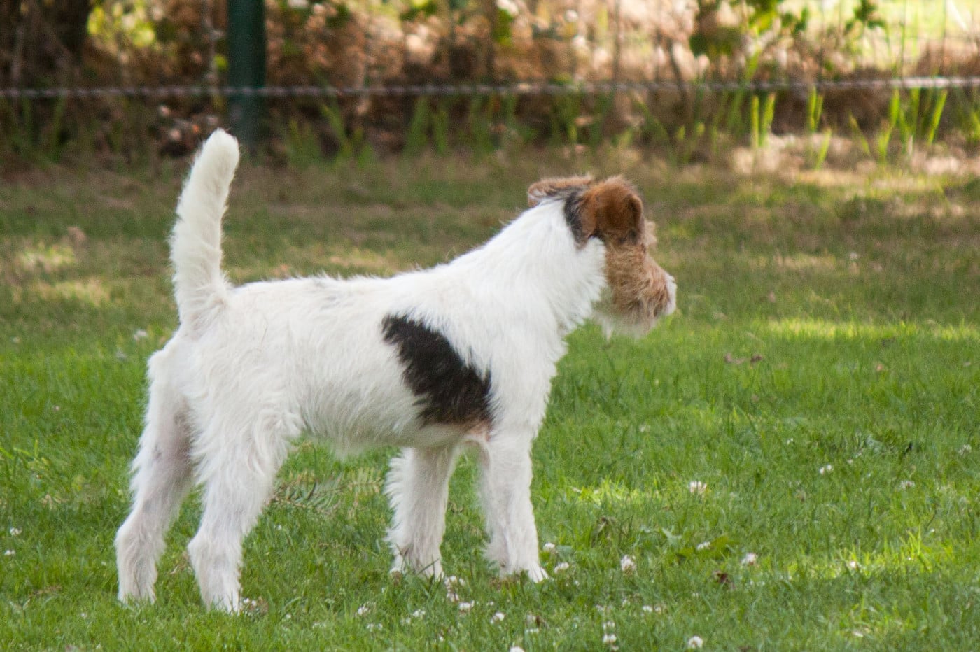 Publication : The Magnificent Fox Hunter 