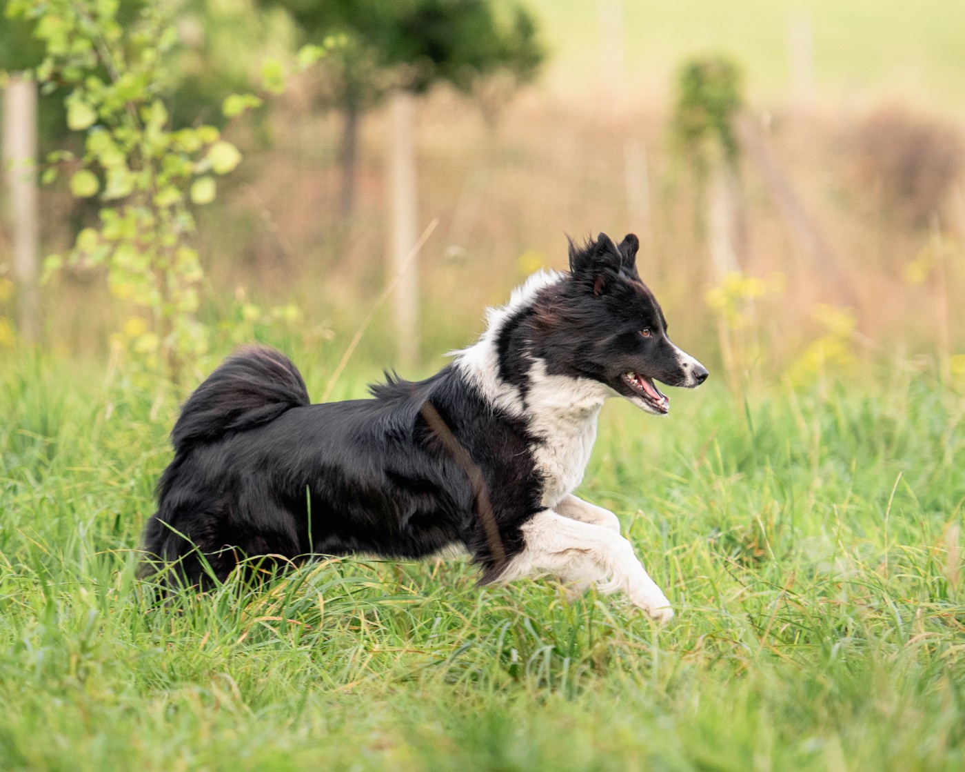 Publication : Moon Of Starlight 